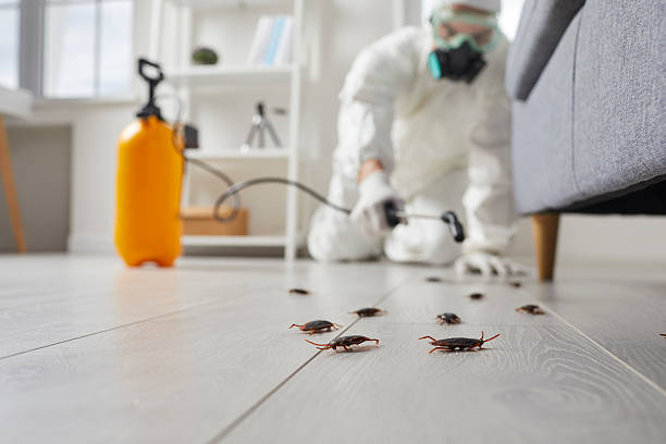 Affordable Cockroach Control solutions in Stanton, MI